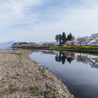 船津川の桜並木の写真