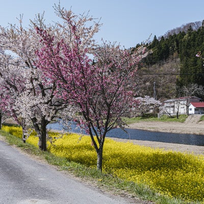 桜並木と菜の花の船津川の写真