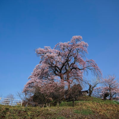 丘の上に咲く天神夫婦桜の写真