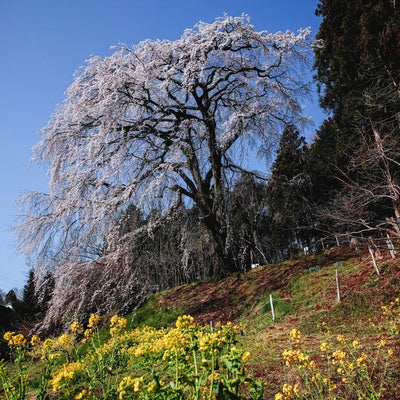 樹齢200年を超える内出の桜と菜の花畑の写真