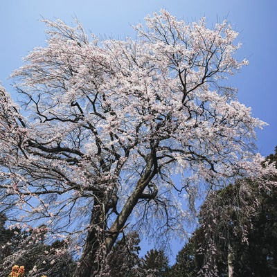 青空から降り注ぐ内出のサクラの写真
