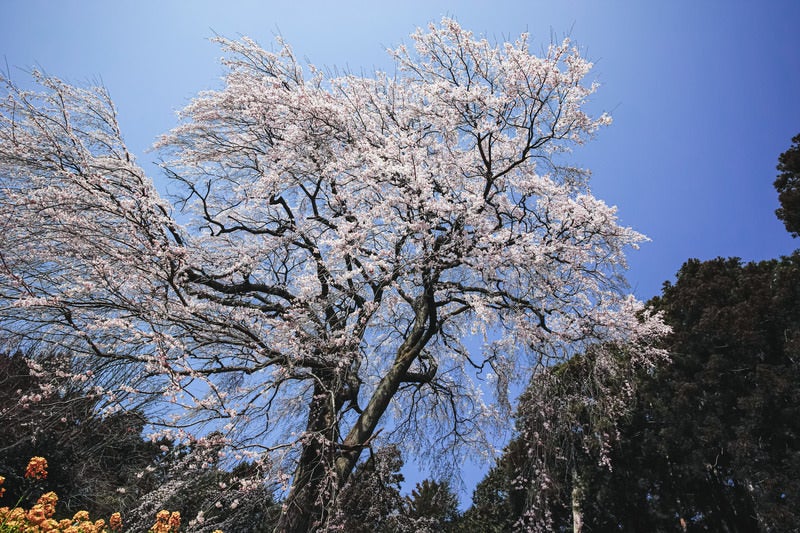 青空から降り注ぐ内出のサクラ