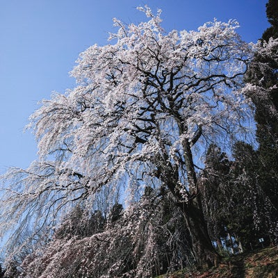 聳え立つ枝垂れ桜（内出のサクラ）の写真