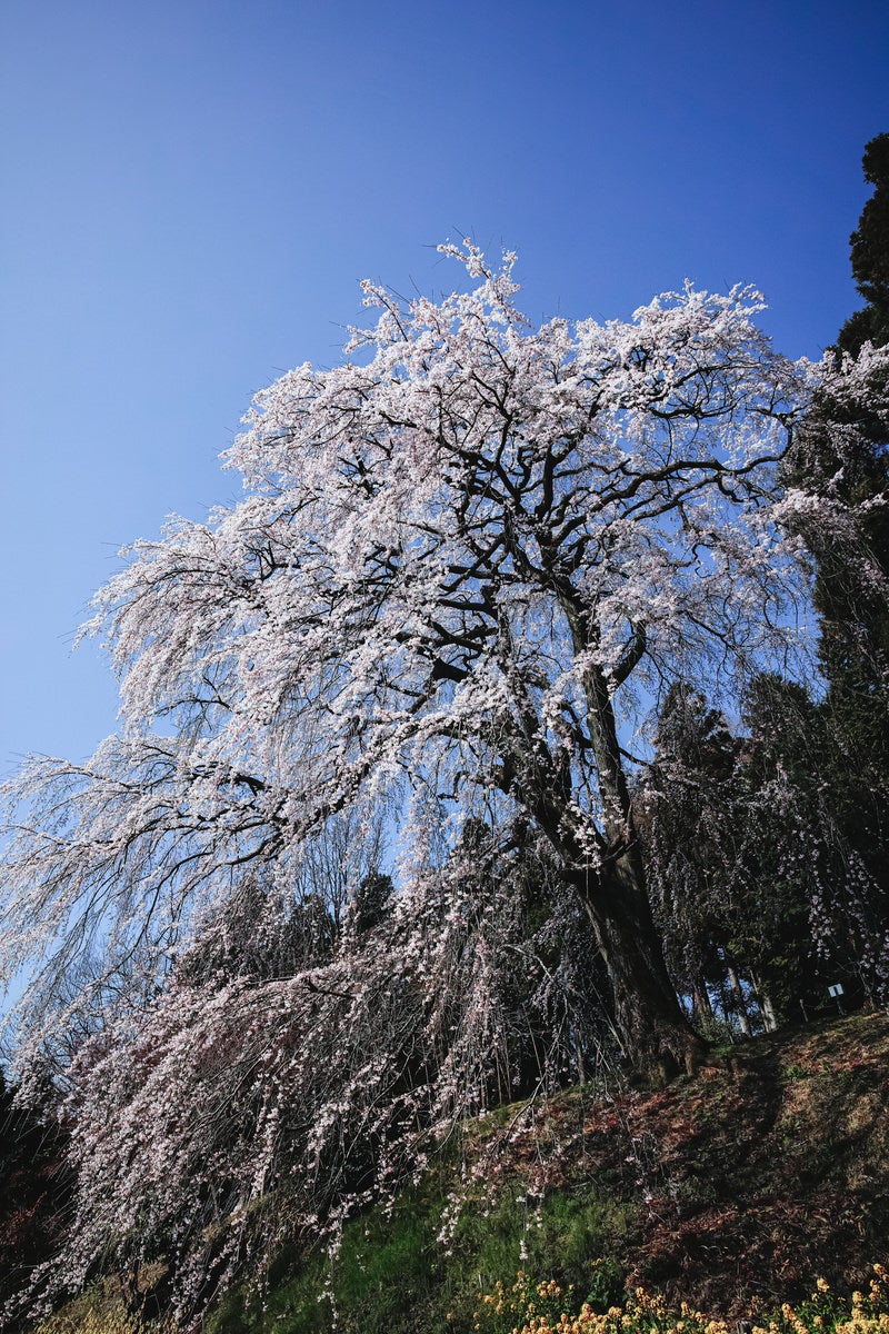 「聳え立つ枝垂れ桜（内出のサクラ）」の写真