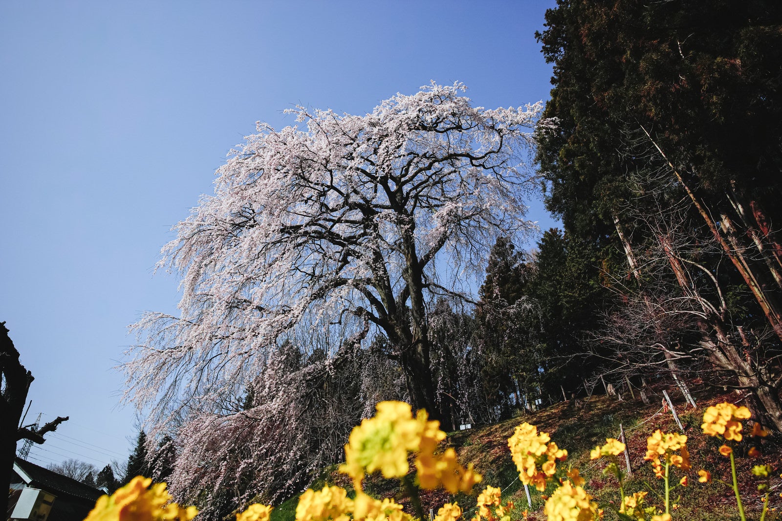 菜の花の黄色い花が手前でぼけ、背景に満開の白い枝垂れ桜が咲く春の風景