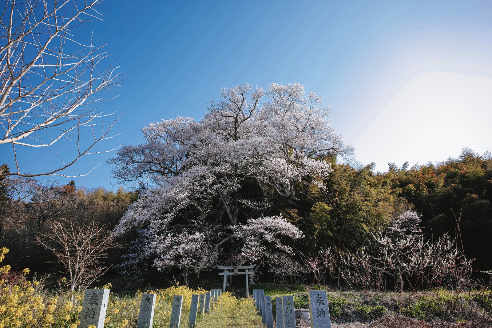「満開の大和田稲荷神社の子授け桜」の写真