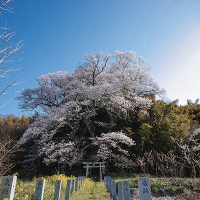 満開の大和田稲荷神社の子授け桜の写真