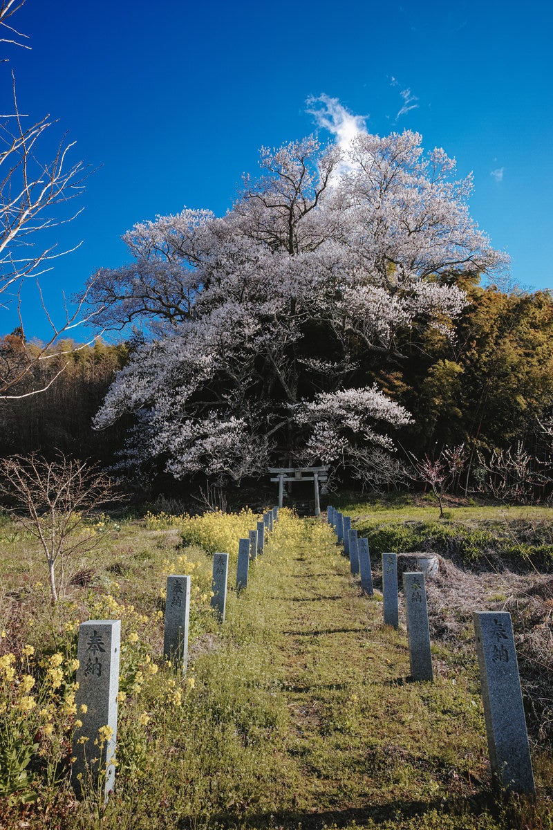 「大和田稲荷神社の子授け櫻」の写真