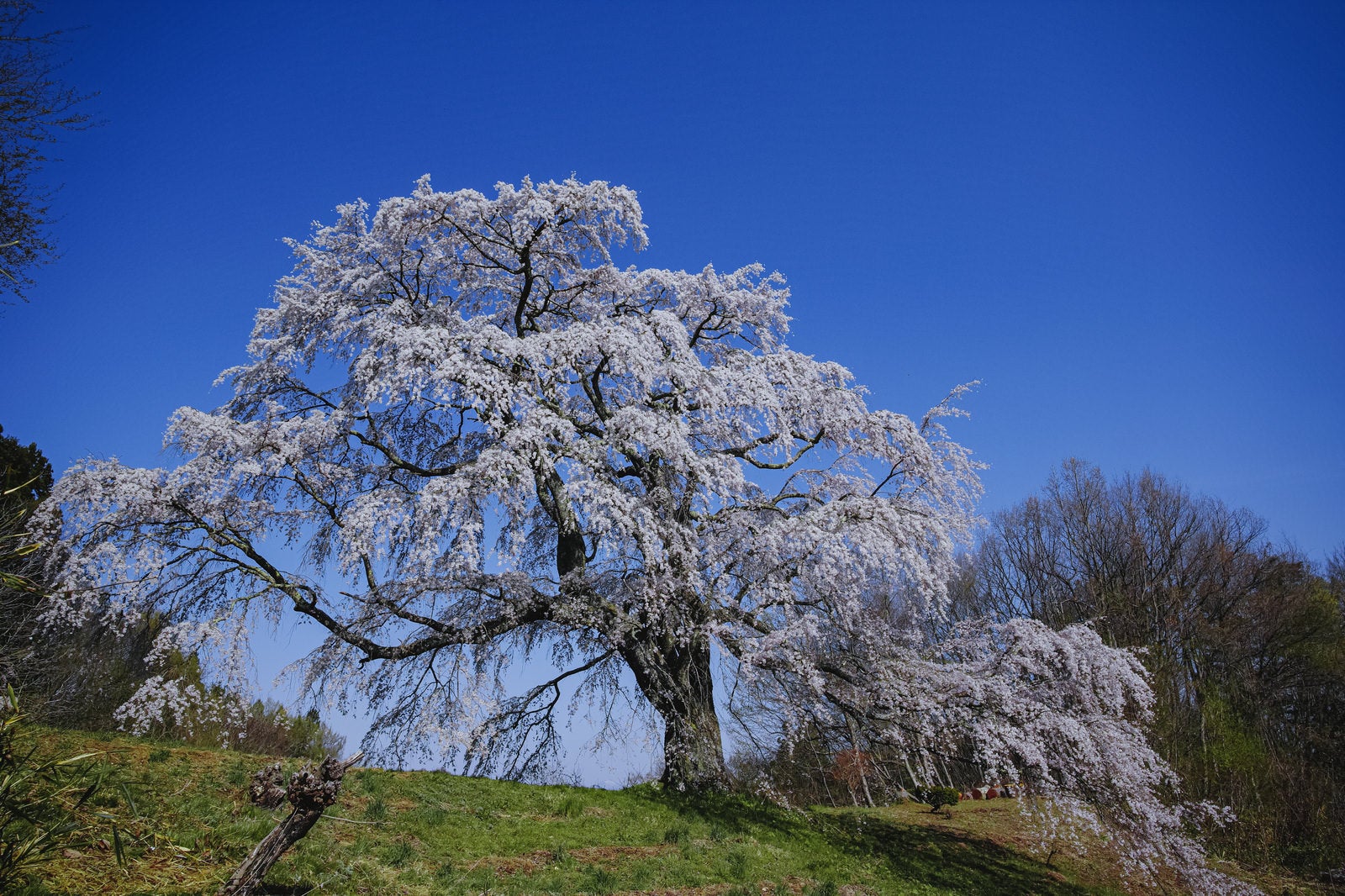 「き通る青い空と一本桜（五斗蒔田桜）」の写真