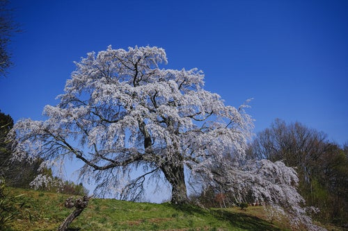 き通る青い空と一本桜（五斗蒔田桜）の写真