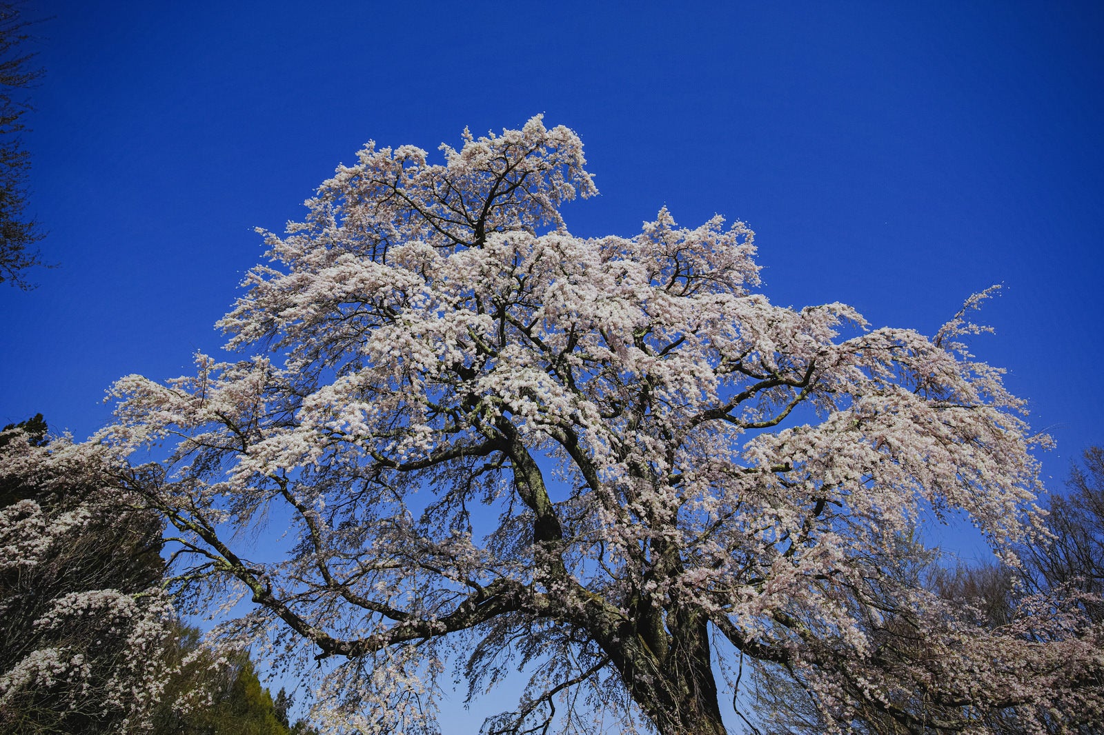 「青い空に浮かぶ満開の桜（五斗蒔田桜）」の写真