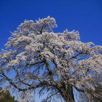 青い空に浮かぶ満開の桜（五斗蒔田桜）の写真
