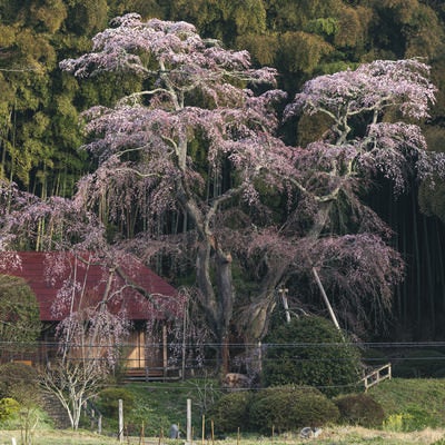 竹林を背に咲く樹齢古い枝垂れ桜の大木の写真