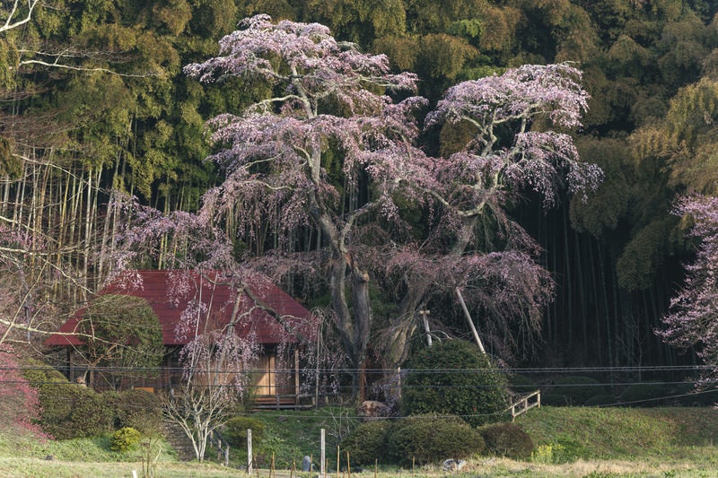 竹林を背に咲く樹齢古い枝垂れ桜の大木