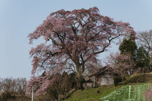 お堂近くに佇む天神夫婦桜の写真