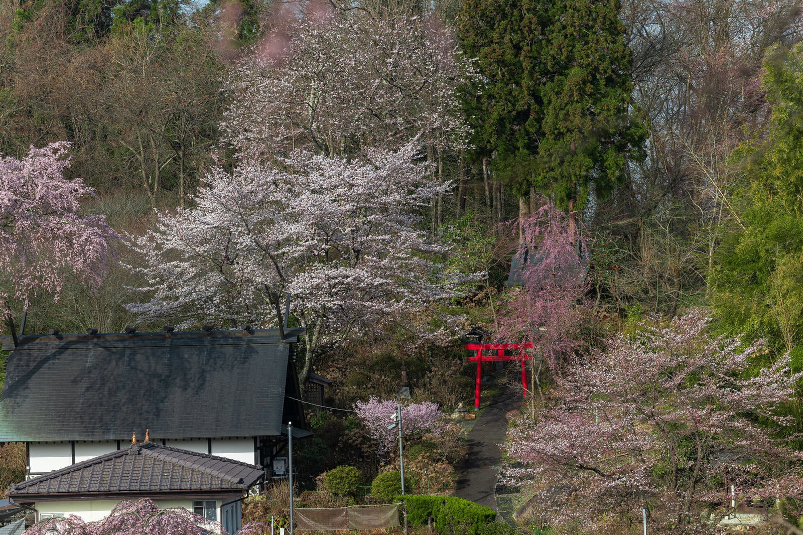 「赤い鳥居と桜」の写真
