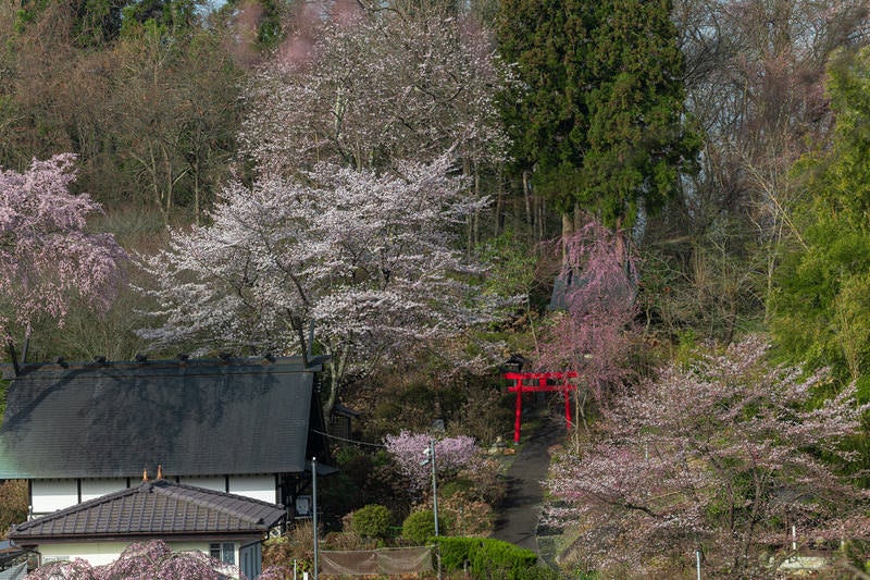 赤い鳥居と桜の写真