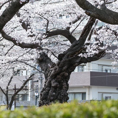明治11年植樹の染井吉野の桜の写真