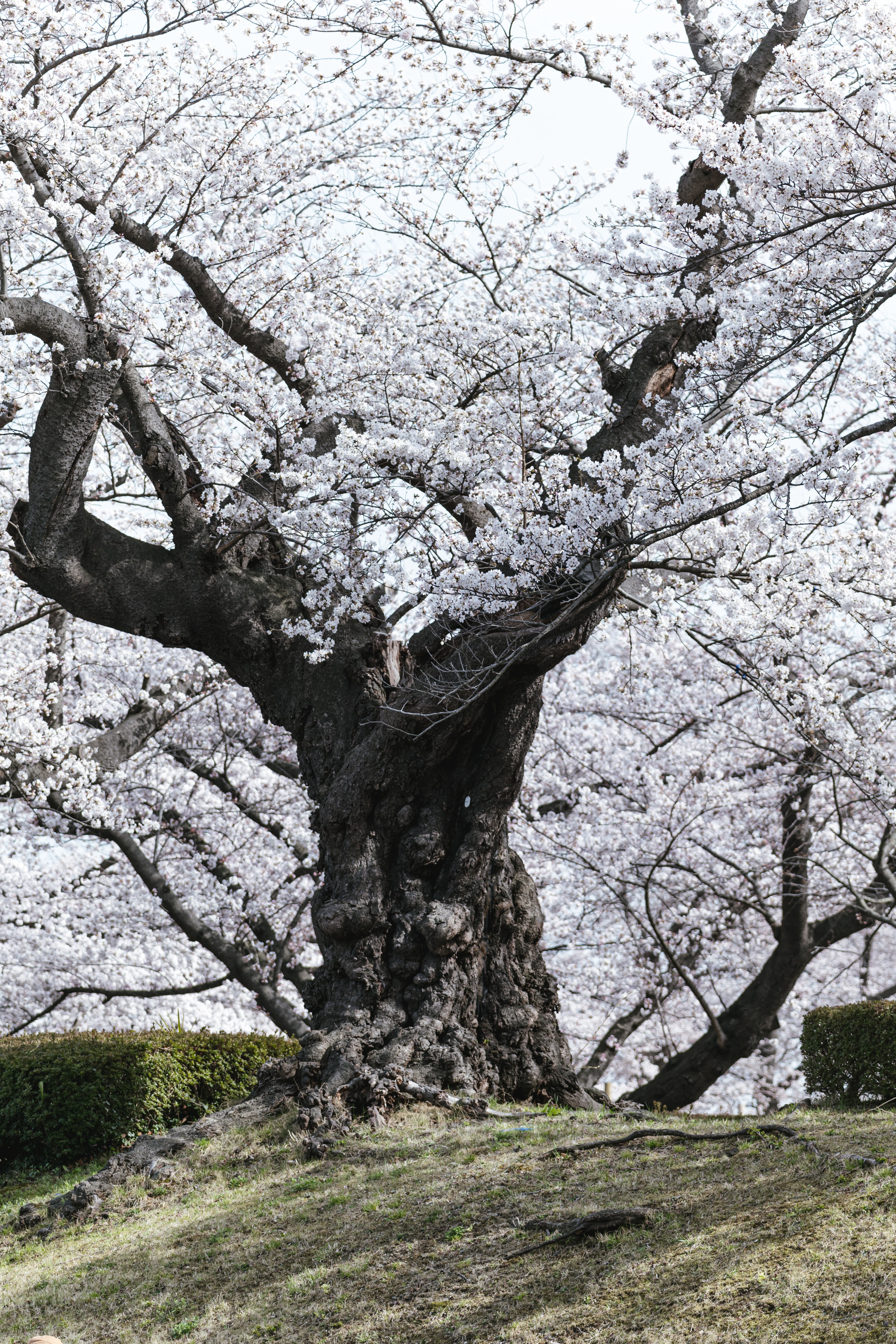 開成山公園の日本最古のソメイヨシノの無料写真素材 - ID.78495｜ぱくたそ