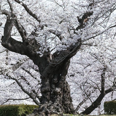 開成山公園の日本最古のソメイヨシノの写真