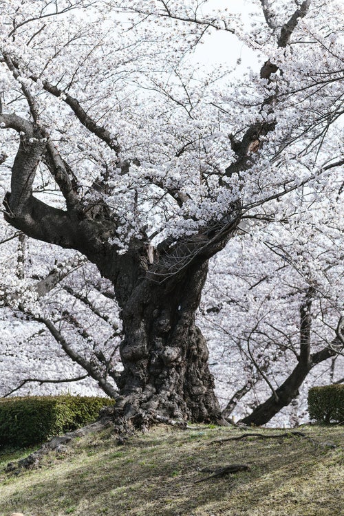 開成山公園の日本最古のソメイヨシノの写真