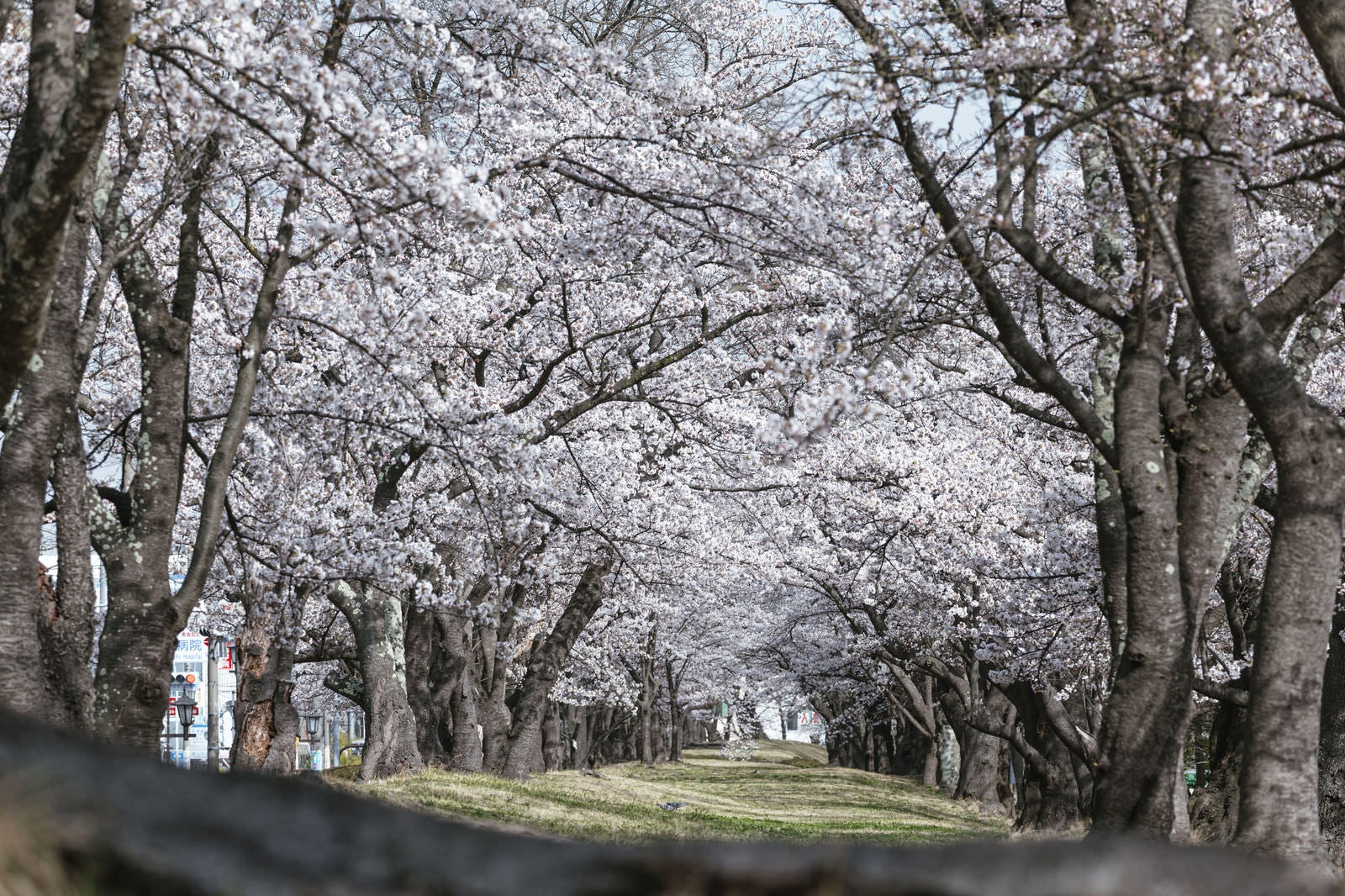 開成山公園で満開の桜が道の両側に咲き誇る桜のトンネル