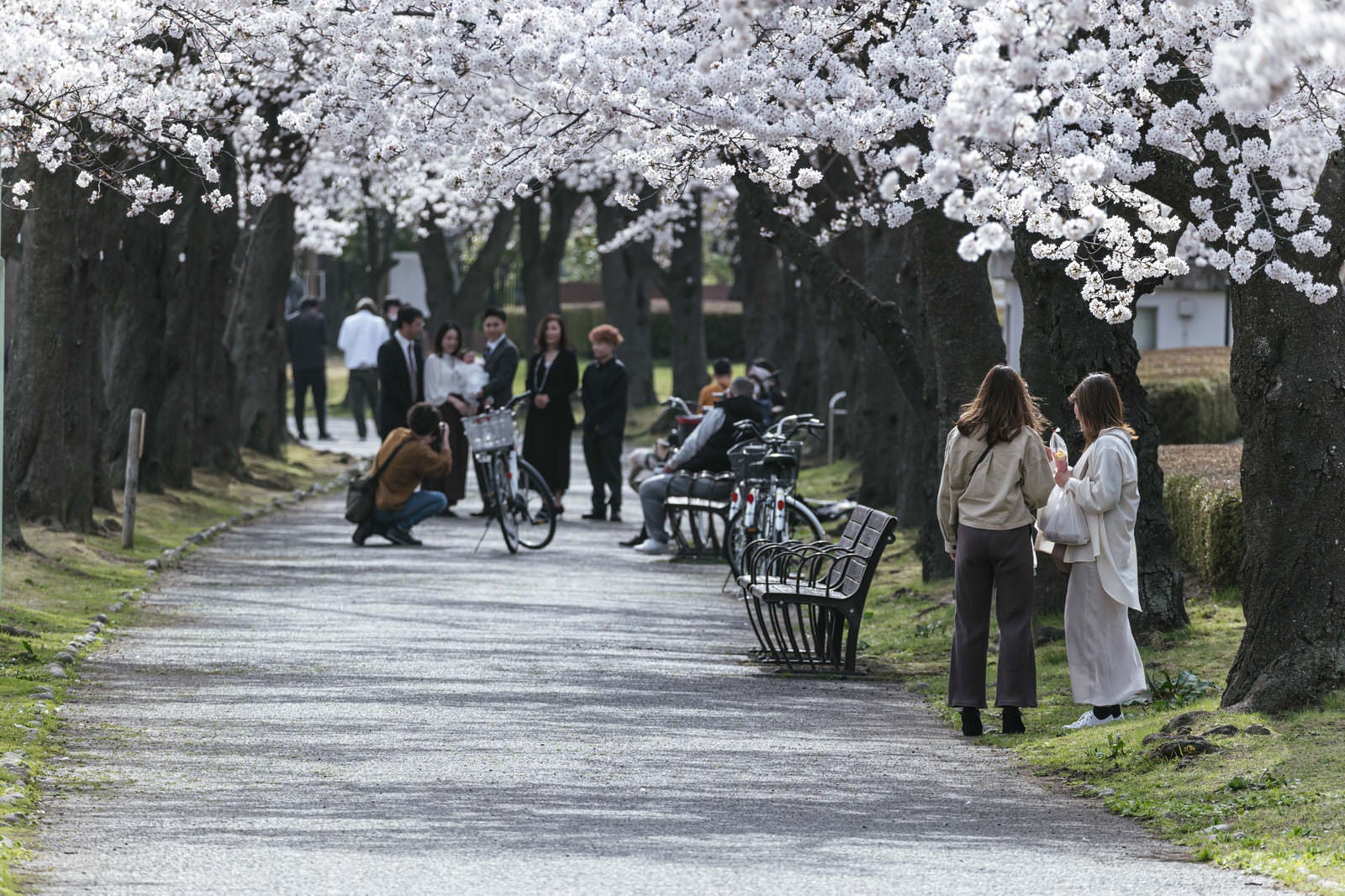 「開成山公園で花見をする人たち」の写真