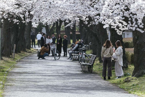 開成山公園で花見をする人たちの写真