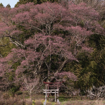 大和田稲荷神社の鳥居と子授け櫻、満開の桜に包まれた春の参道の写真