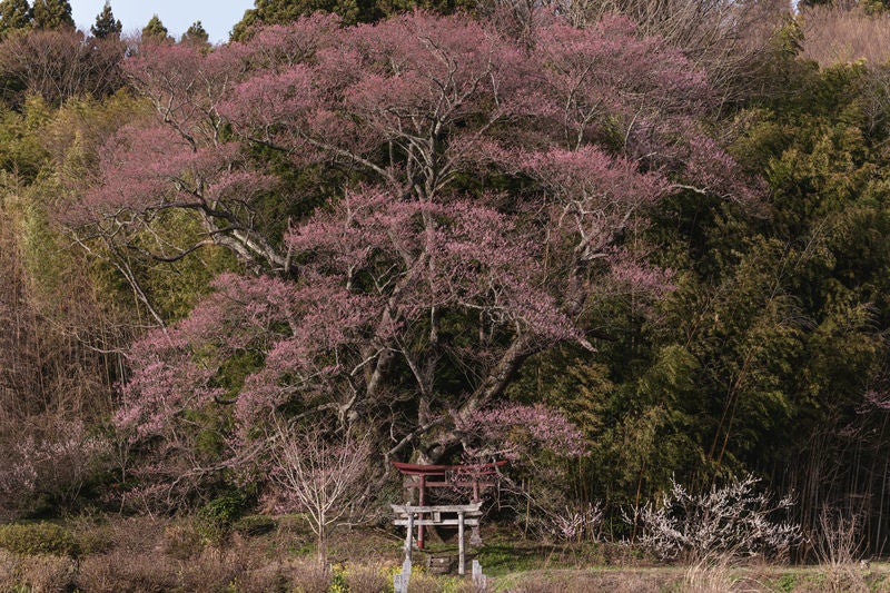 大和田稲荷神社の鳥居と子授け櫻、満開の桜に包まれた春の参道の写真