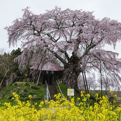 菜の花と不動桜の写真