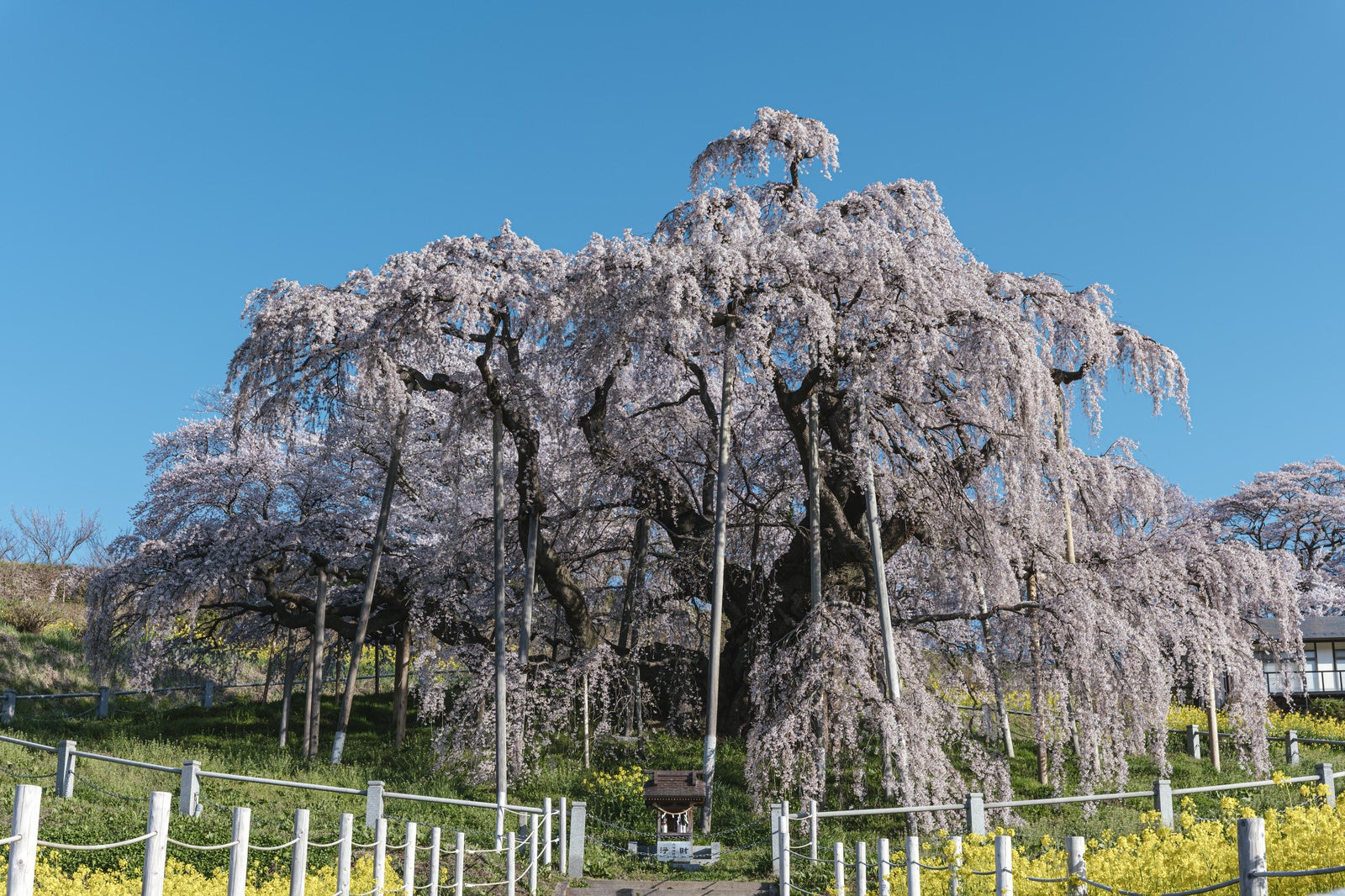 「推定樹齢1000年超の三春滝桜」の写真