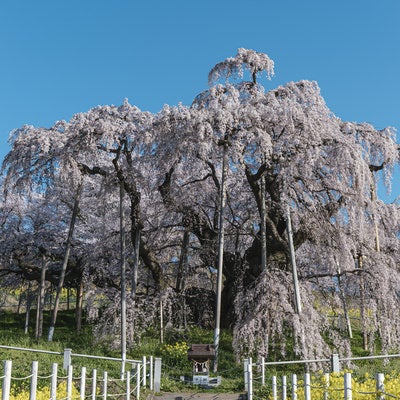 推定樹齢1000年超の三春滝桜の写真