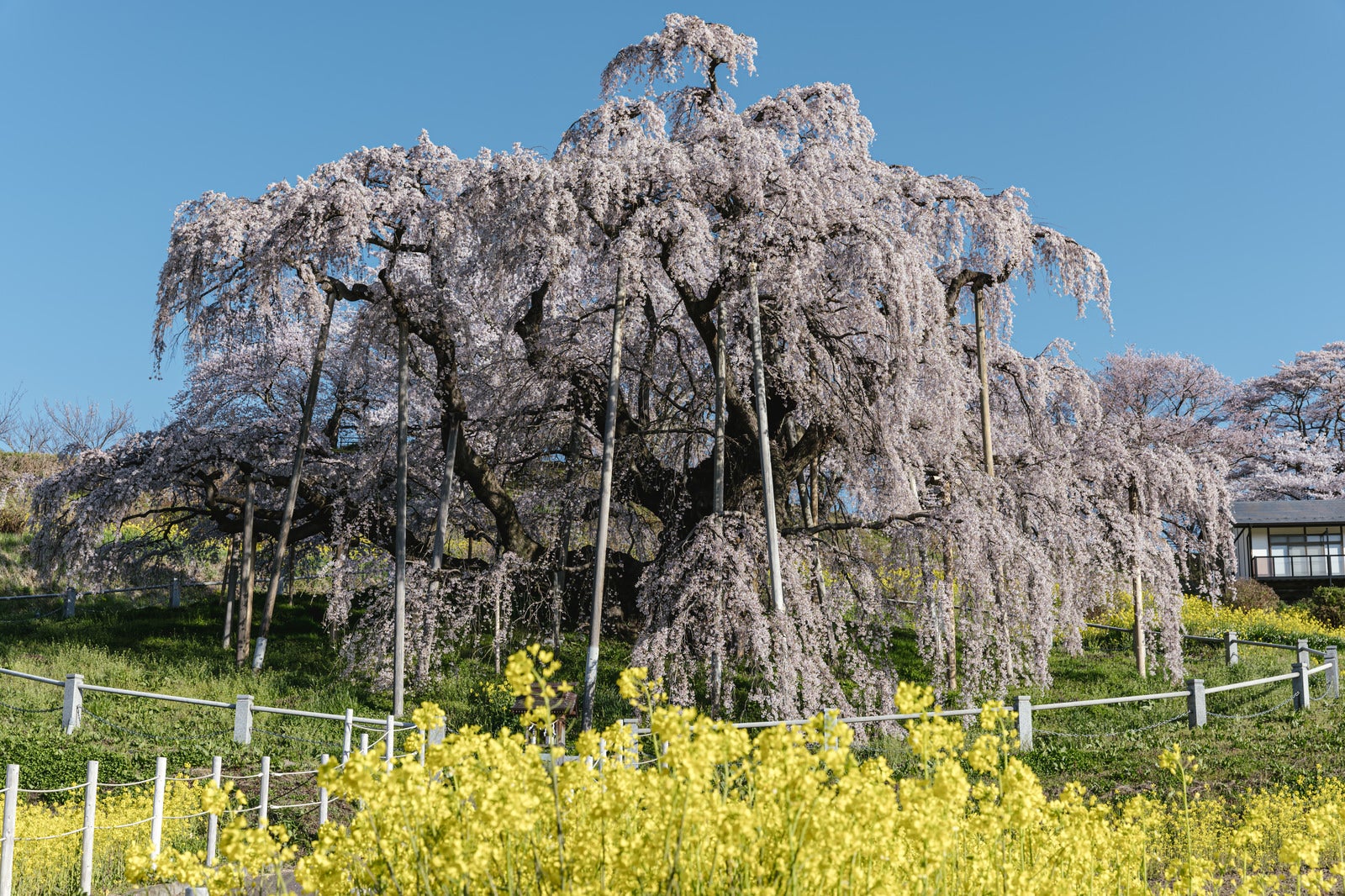 「満開を迎えた三春の滝桜」の写真