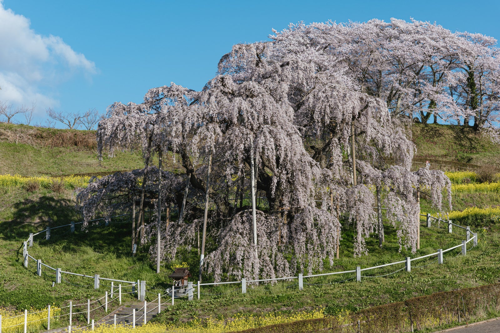 「樹齢1000年にもなる巨木の桜「三春滝桜」」の写真
