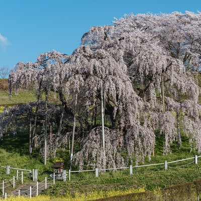 樹齢1000年にもなる巨木の桜「三春滝桜」の写真