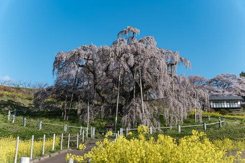 菜の花と三春の滝桜の写真