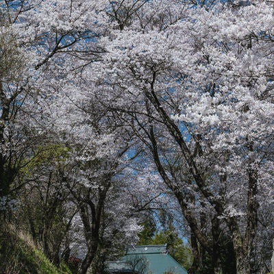 満開の桜に囲まれた坂道の写真