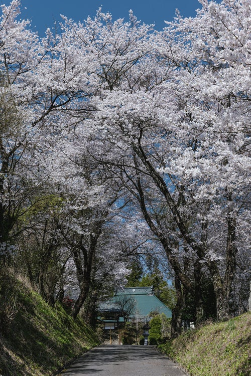 満開の桜に囲まれた坂道の写真