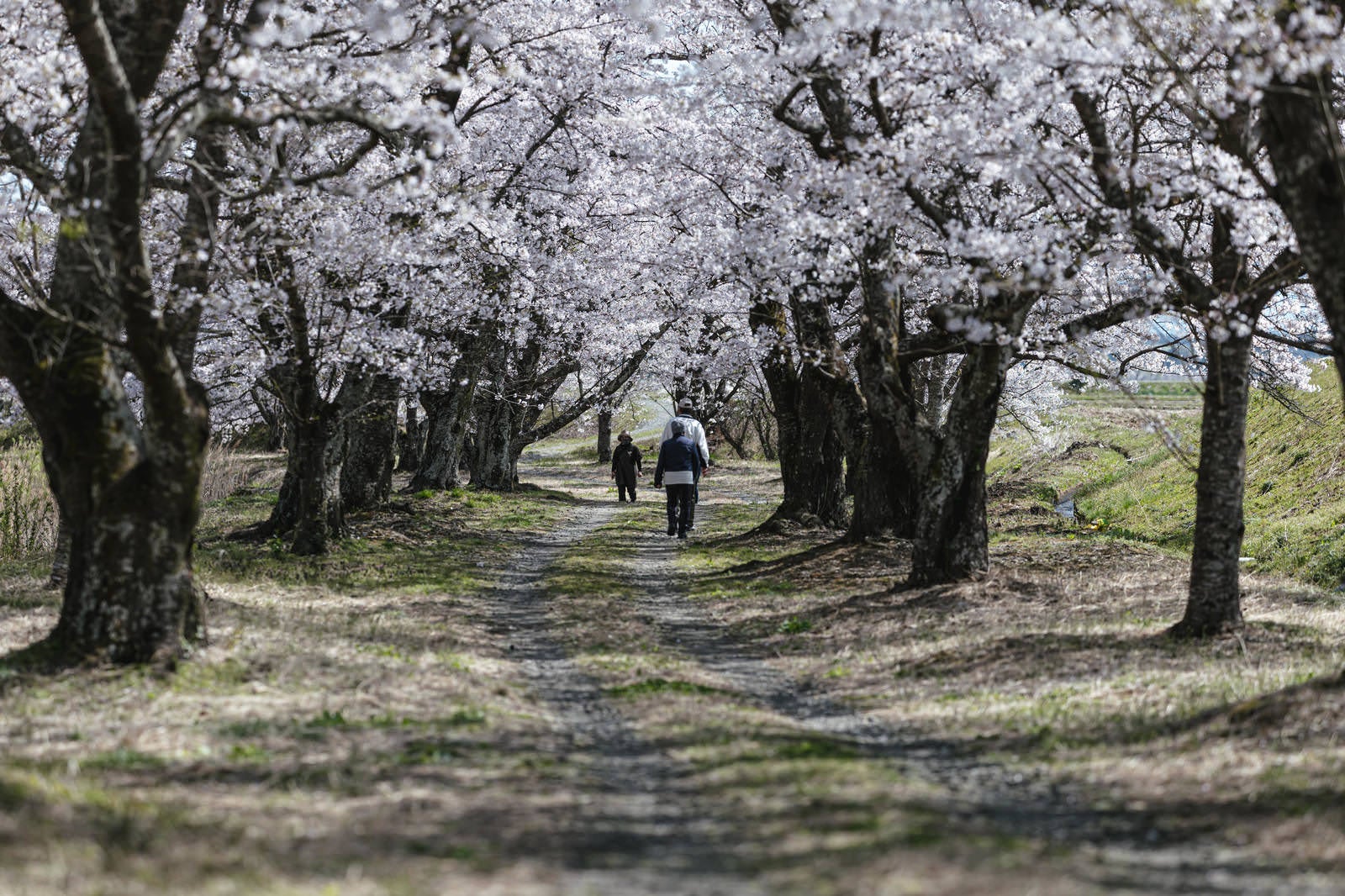 満開の桜並木の下を散歩する人々、笹原川の千本桜