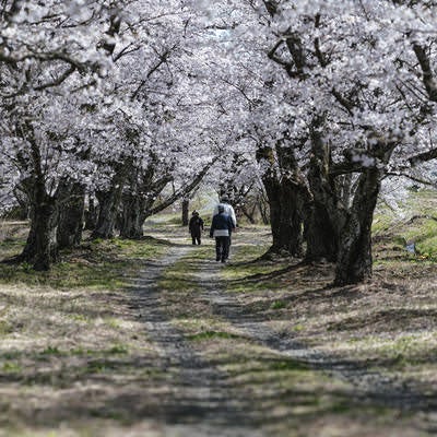 笹原川の千本桜の桜並木を散歩する人々の春風景の写真