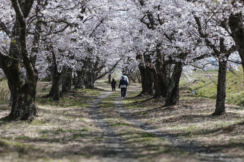 笹原川の千本桜の桜並木を散歩する人々の春風景