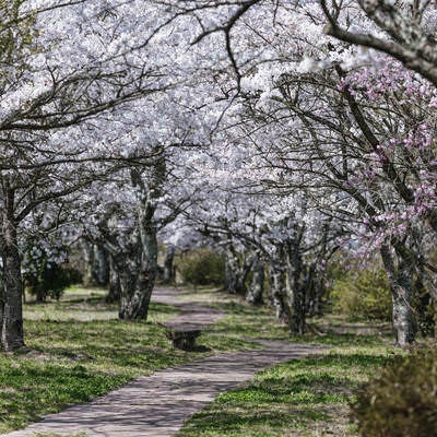 桜並木の散歩コース（笹原川の千本桜）の写真