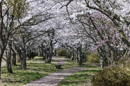 桜並木の散歩コース（笹原川の千本桜）の写真