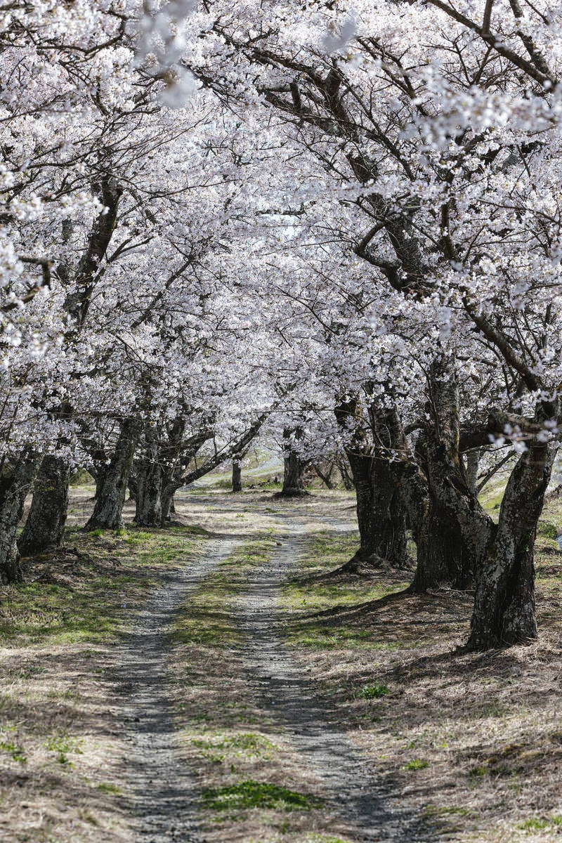 「桜並木と轍」の写真