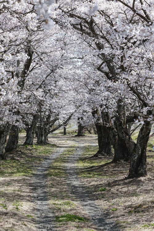桜並木と轍の写真