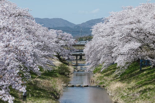 笹原川に届きそうな千本桜の写真