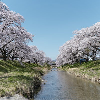 川端と満開の千本桜（笹原川の千本桜）の写真