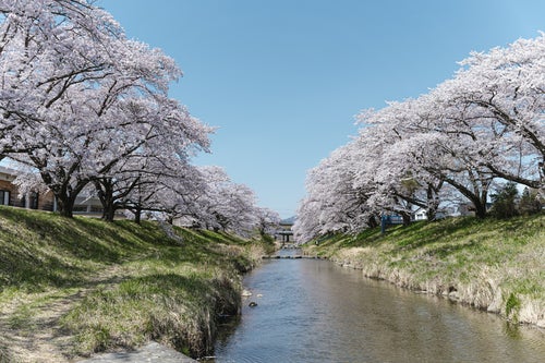 川端と満開の千本桜（笹原川の千本桜）の写真