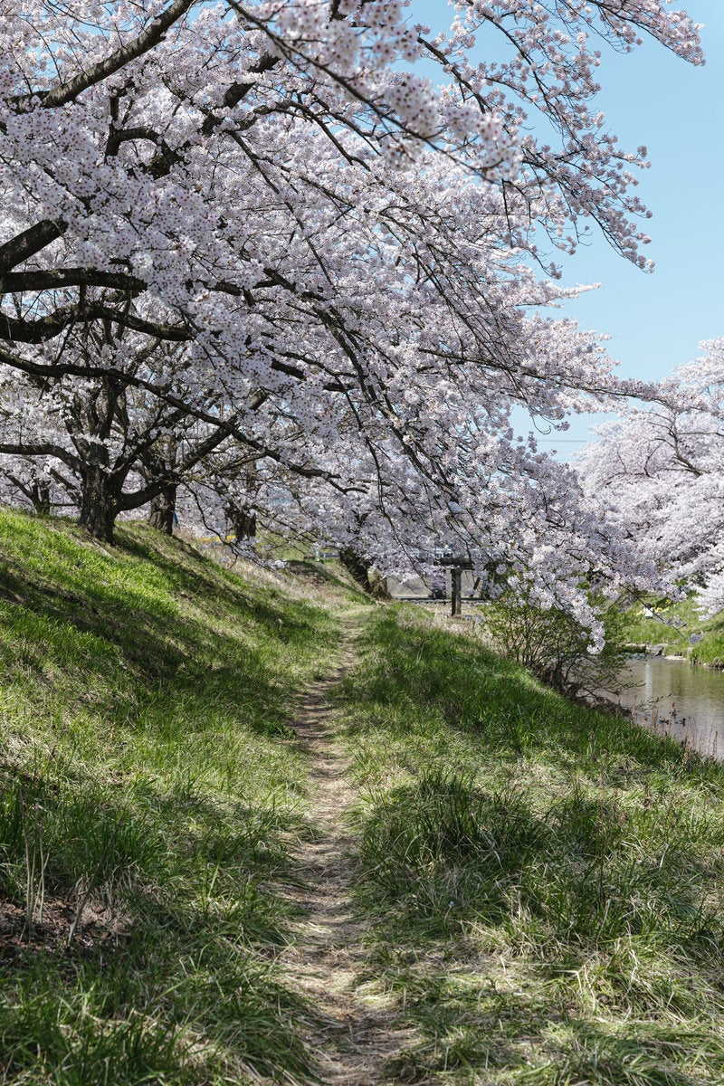 「笹原川沿いの道と桜並木（笹原川千本桜）」の写真